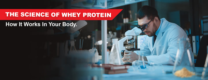 The Science Of Whey Protein: How It Works In Your Body - Bigmuscles